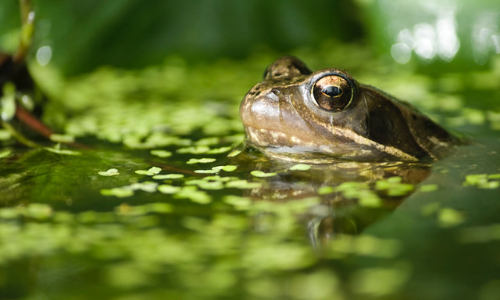 Frosch