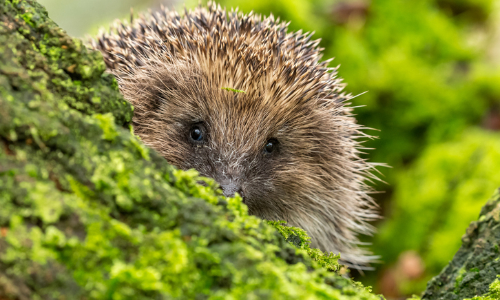 Igel